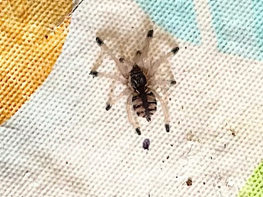 Avicularia Minatrix (Venezuelan Red-Stripe)
