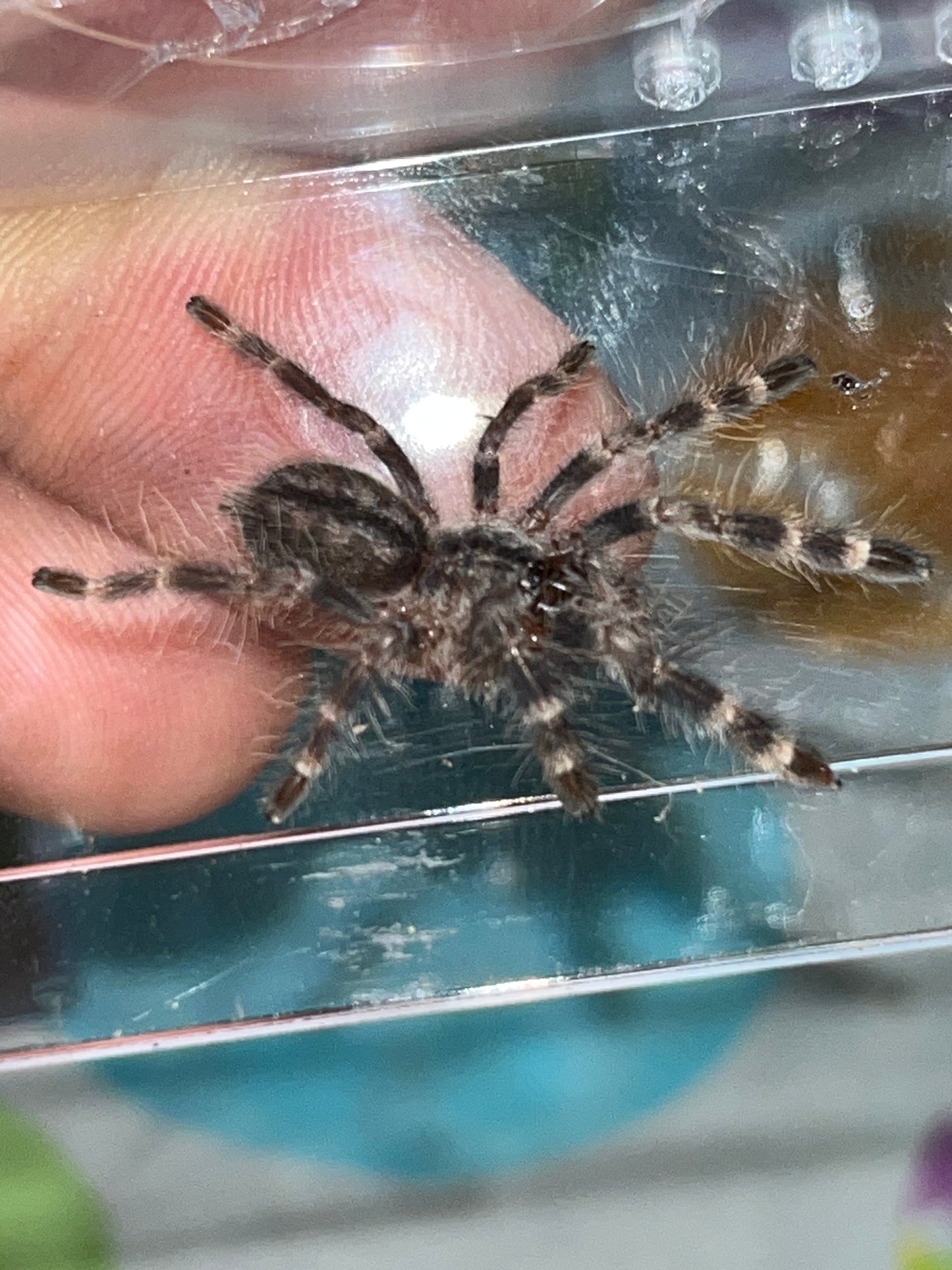 Poecilotheria Regalis (Indian Ornamental)