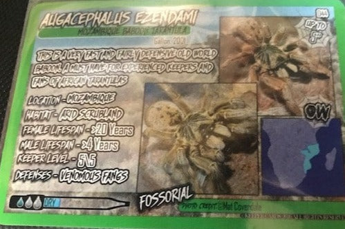 Keeper Cards The Big, The Bad and The Bold Pack
