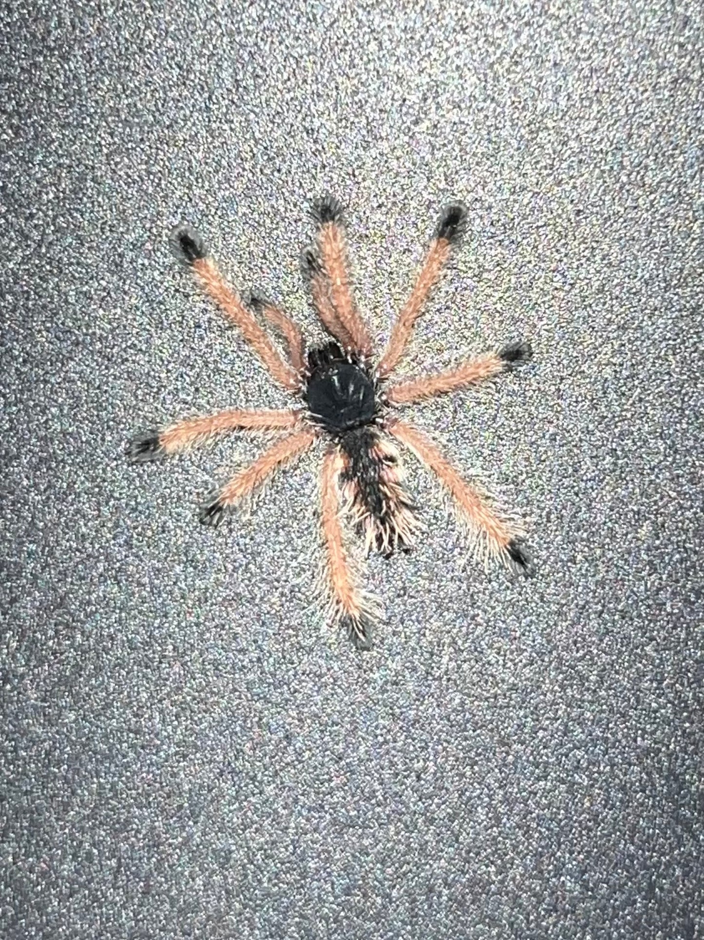 Avicularia Braunshauseni (Goliath Pink-Toe)