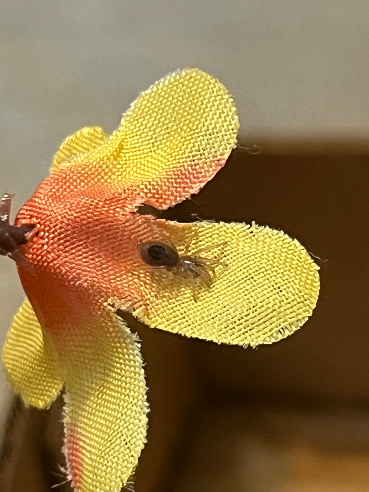 Kochiana Brunnipes (Dwarf Pink Leg)