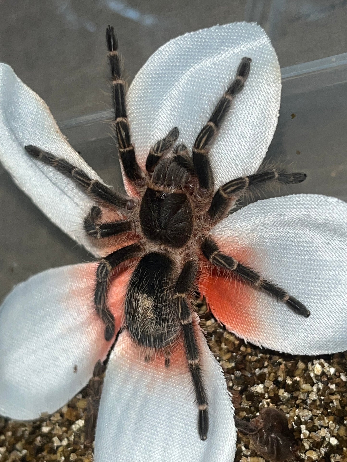 Grammostola Pulchripes (Chaco Golden-Knee)