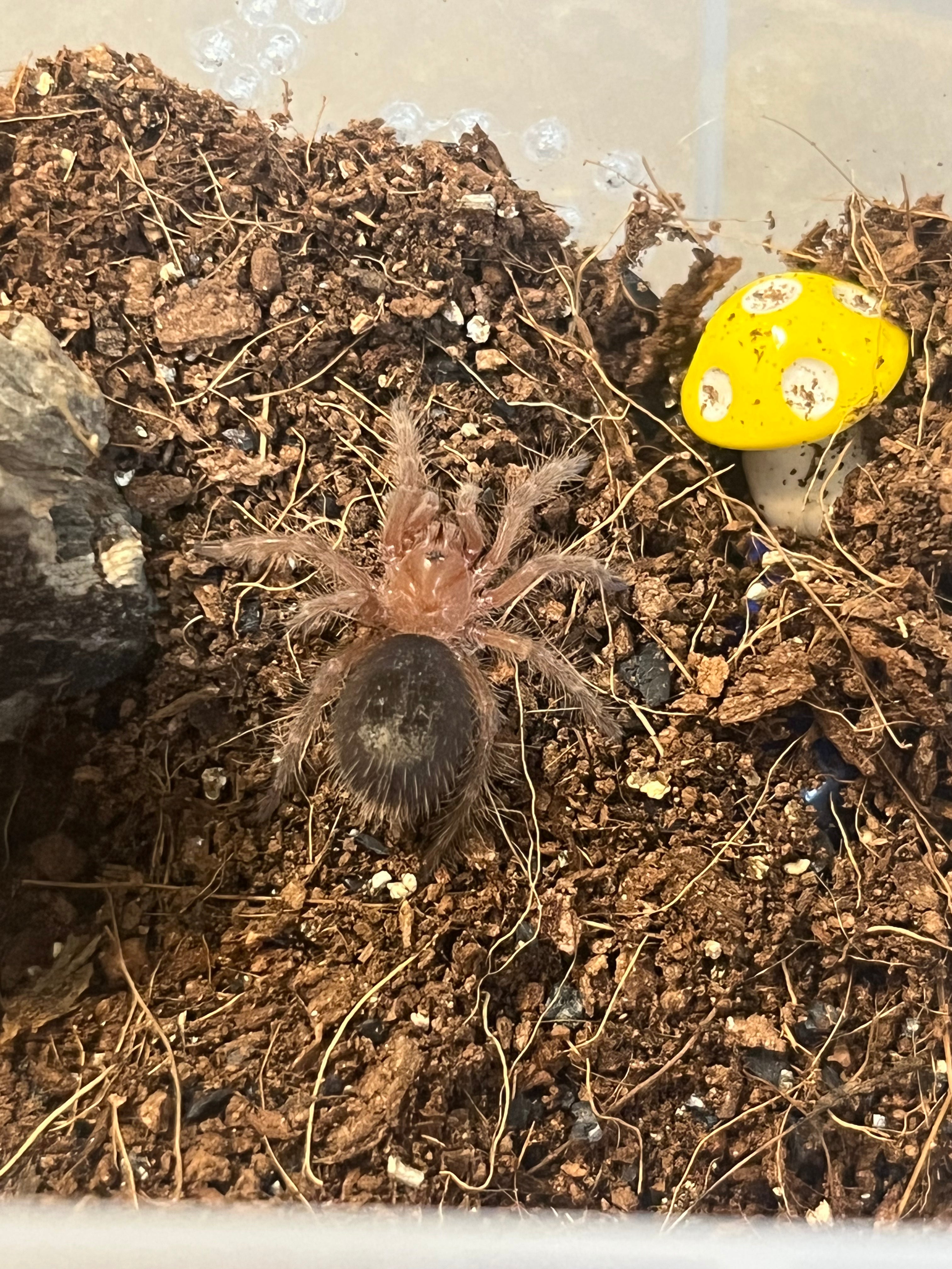 Grammostola Pulchripes Chaco Golden Knee The Creep Inn Family