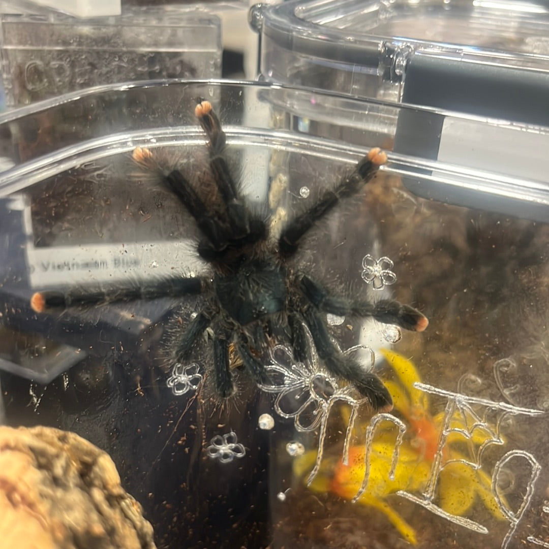 Avicularia Avicularia (Guyana Pink Toe)