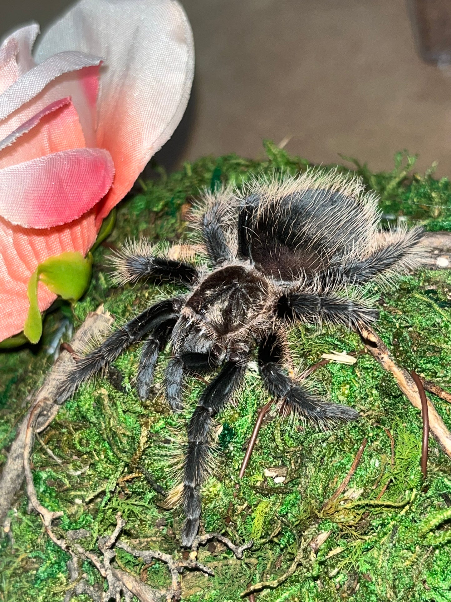 Tliltocatl Albopilosus (Honduran Curly Hair)