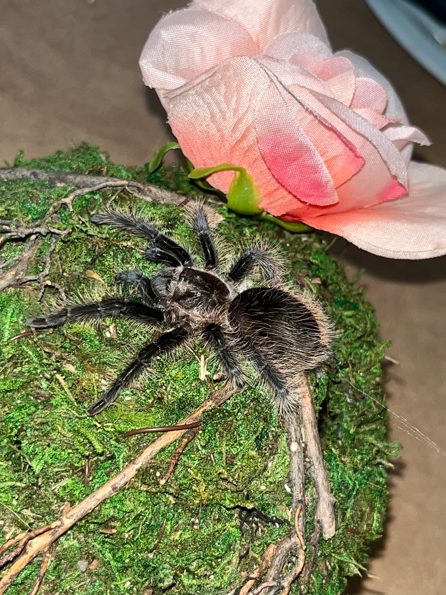 Tliltocatl Albopilosus (Honduran Curly Hair)