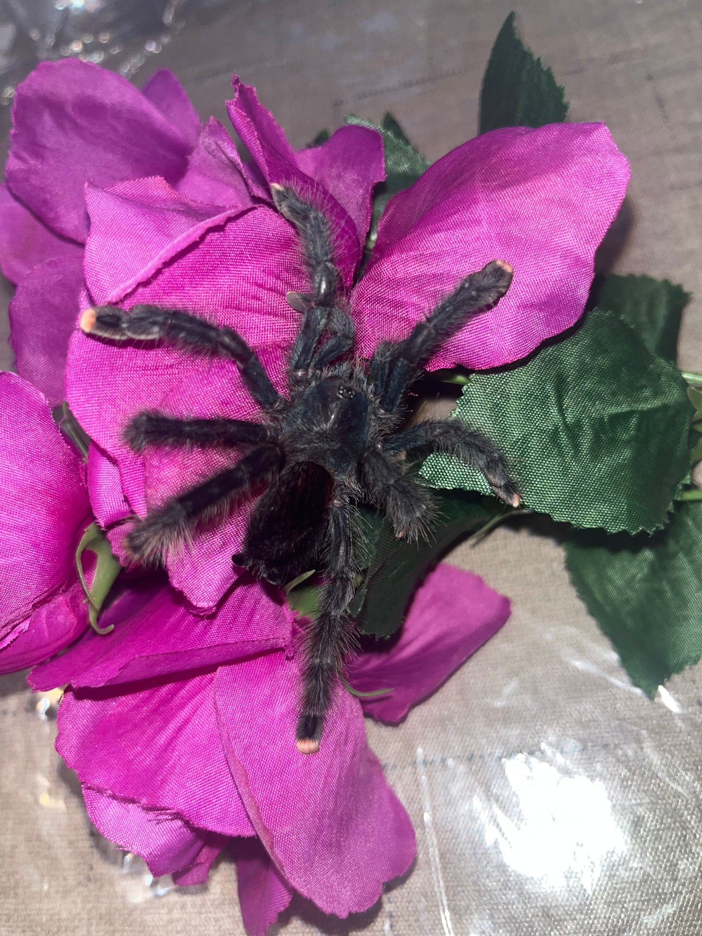 Avicularia Avicularia (Guyana Pink Toe)
