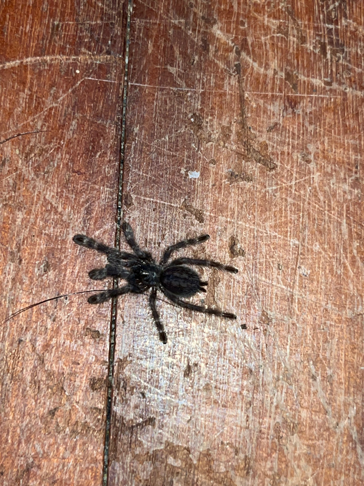 Poecilotheria Regalis (Indian Ornamental)