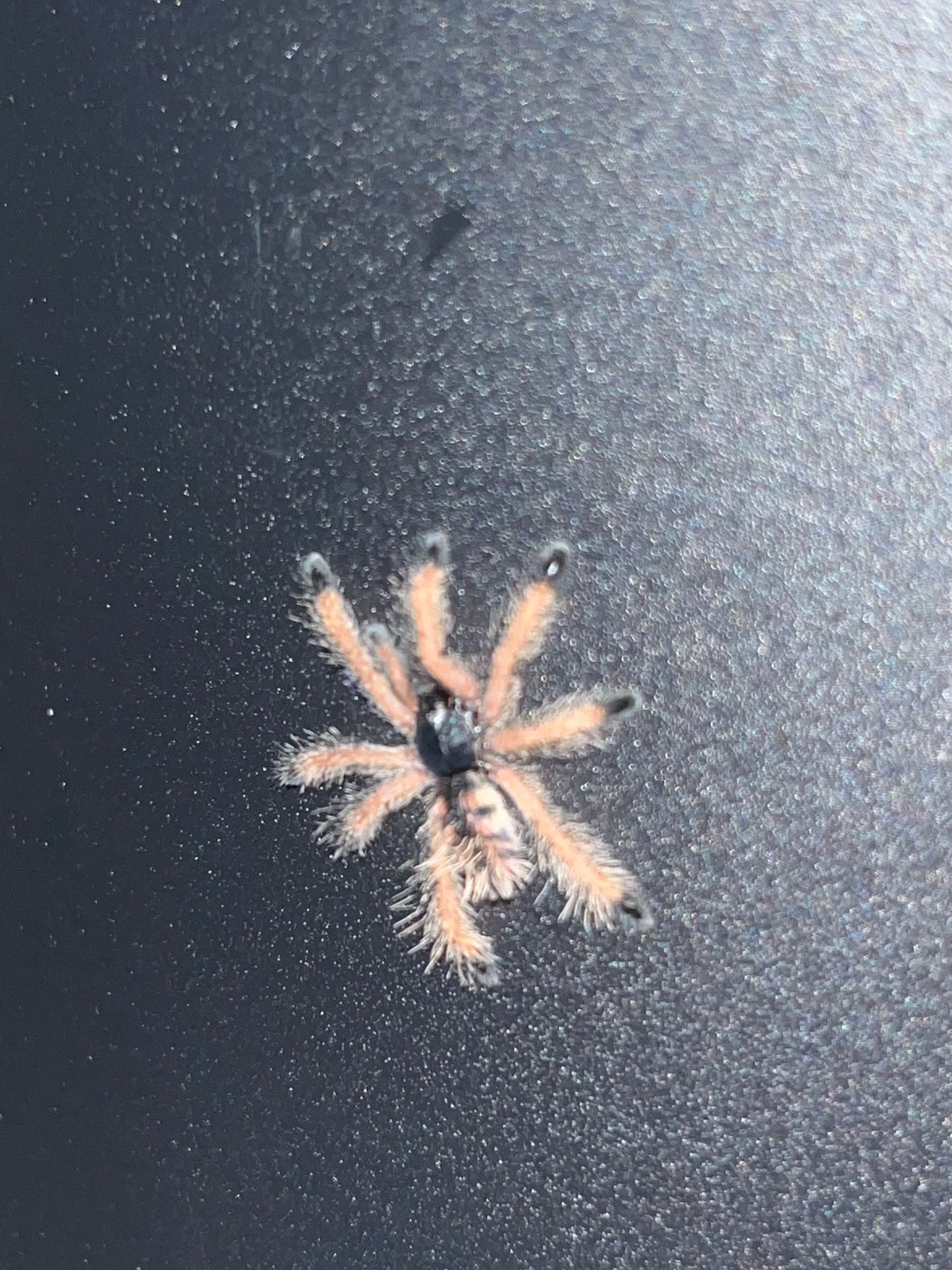 Avicularia Braunshauseni (Goliath Pink-Toe)