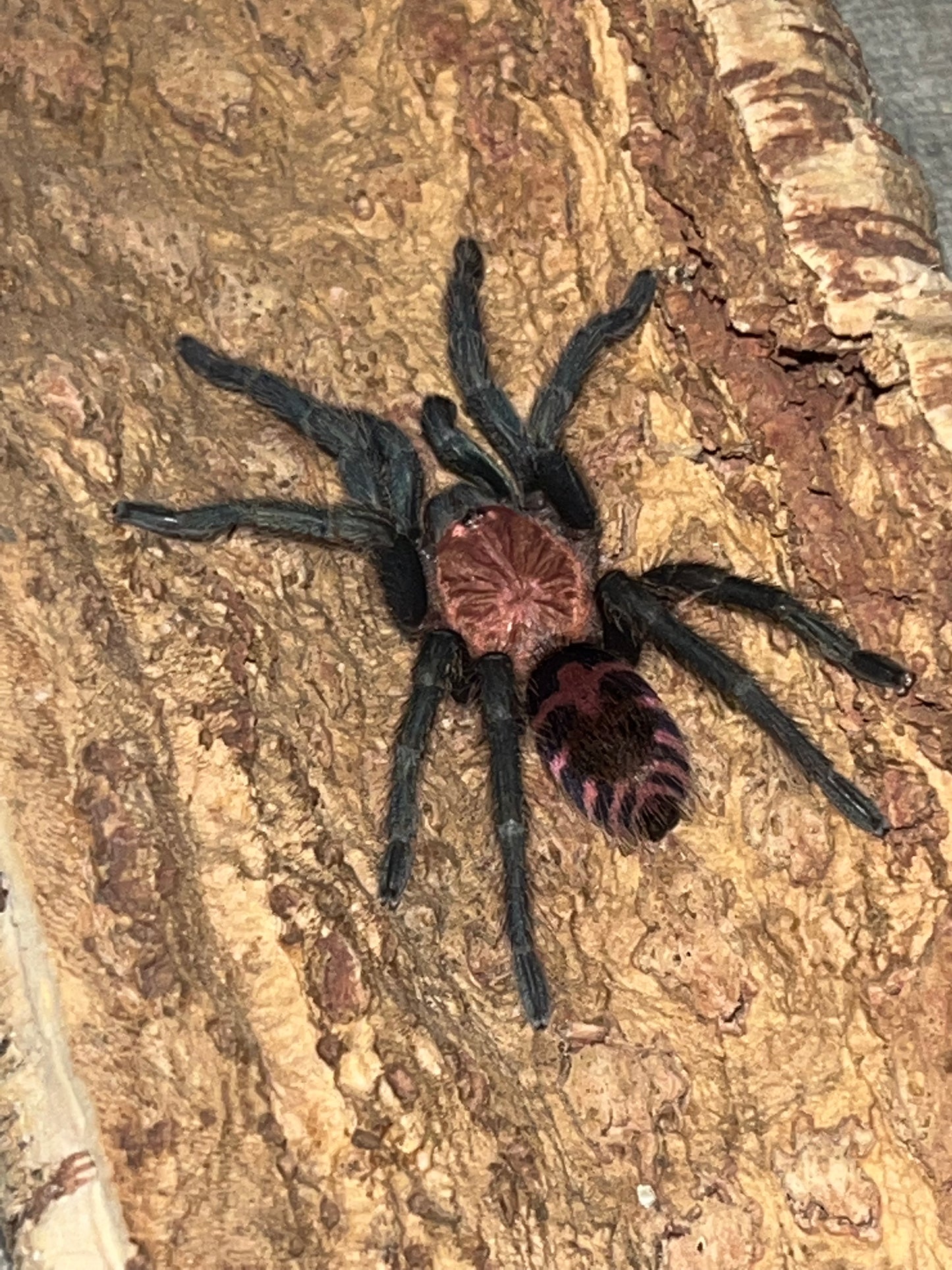 Davus Pentaloris (Guatemalan Tiger Rump)