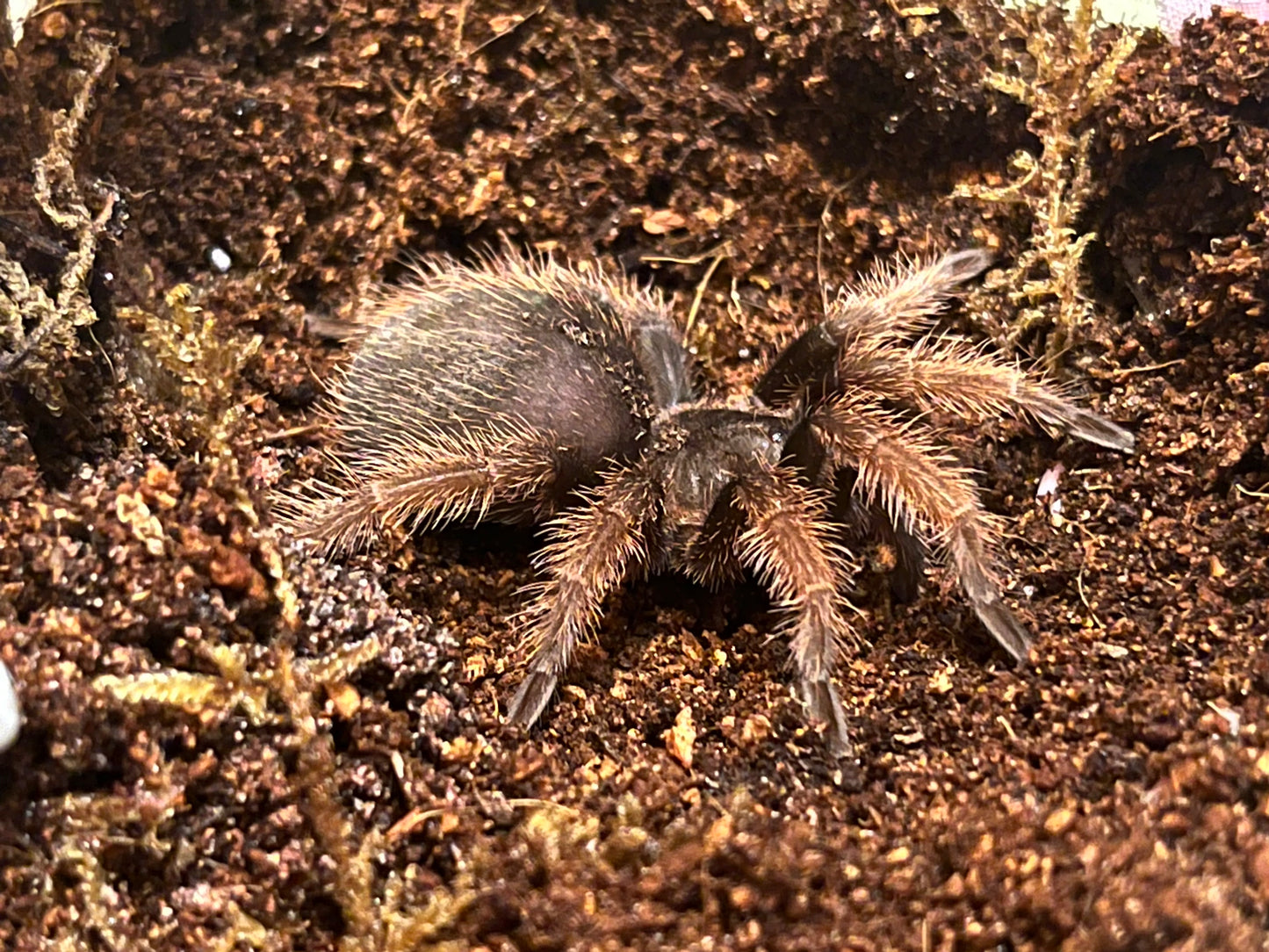Brachypelma Klaasi (Mexican Pink) Female