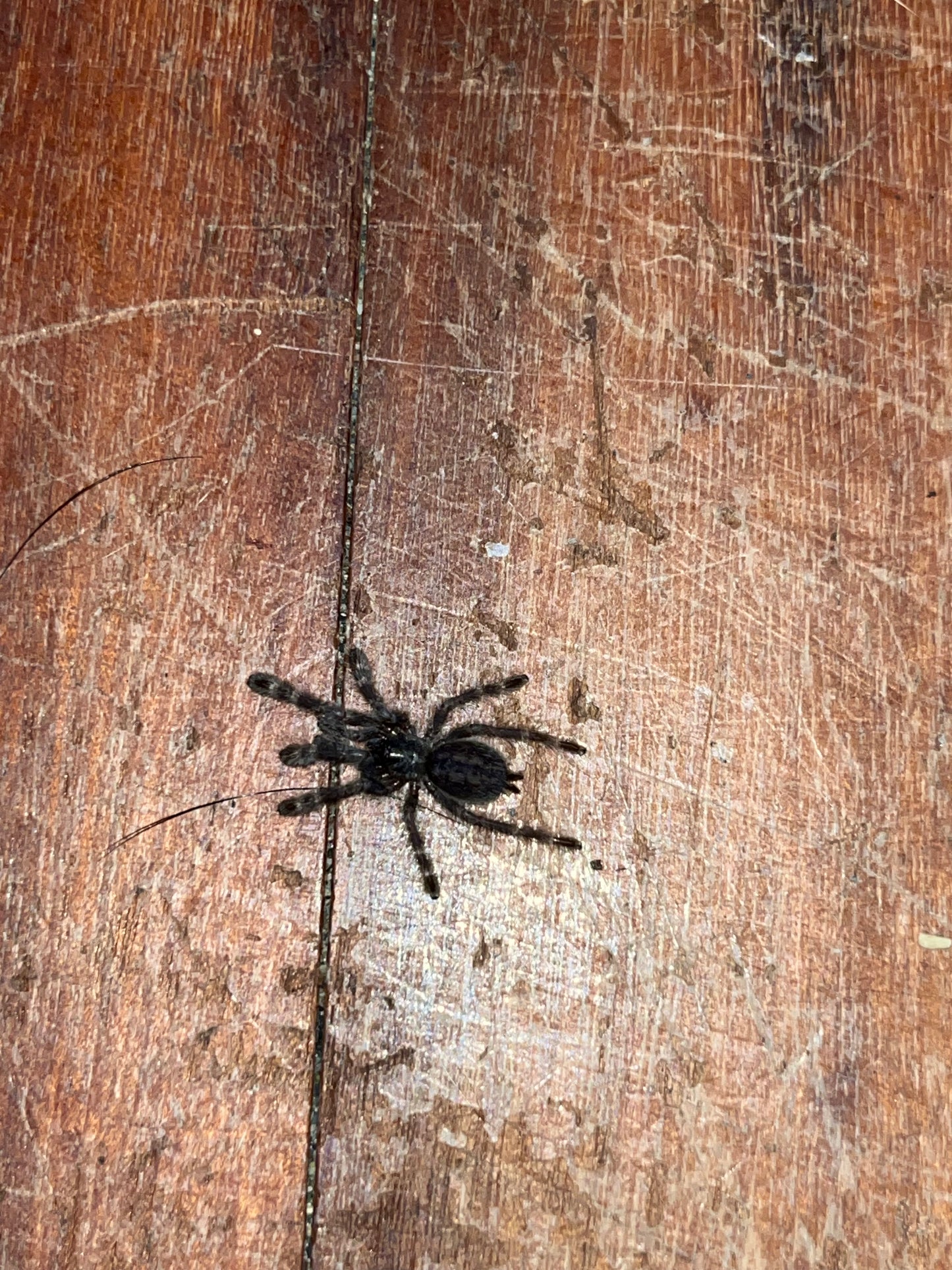 Poecilotheria Regalis (Indian Ornamental)