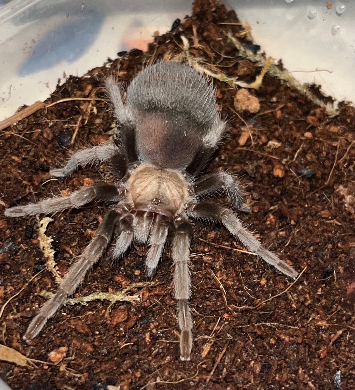 Brachypelma Albiceps (Mexican Golden Red-Rump)