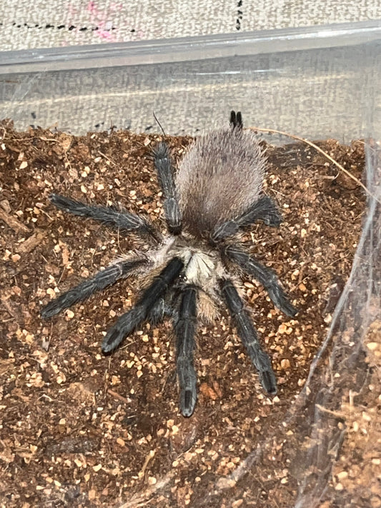 Monocentropus Balfouri (Socotra Island Blue Baboon) Communal