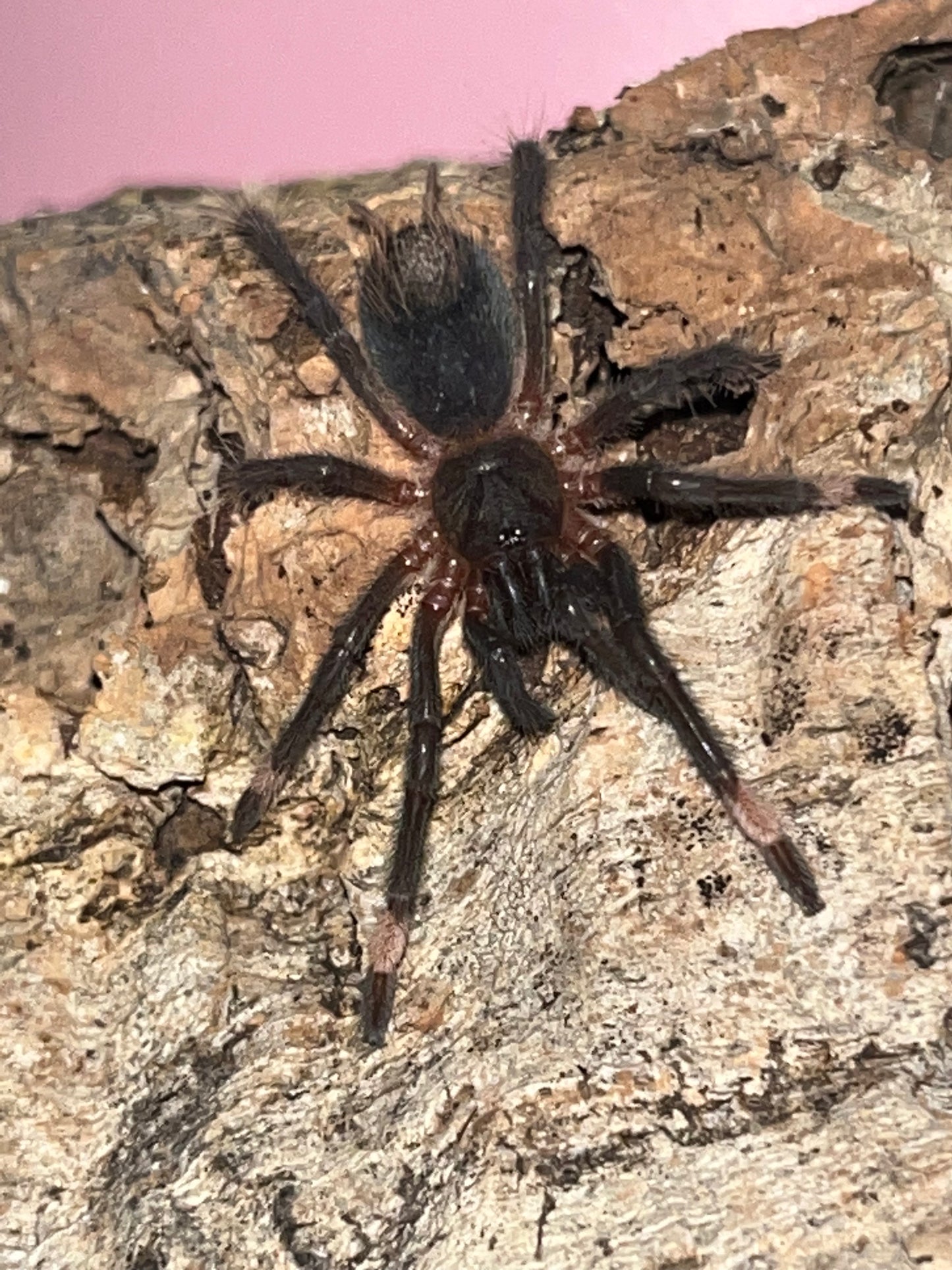 Sericopelma sp 'Santa Catalina'