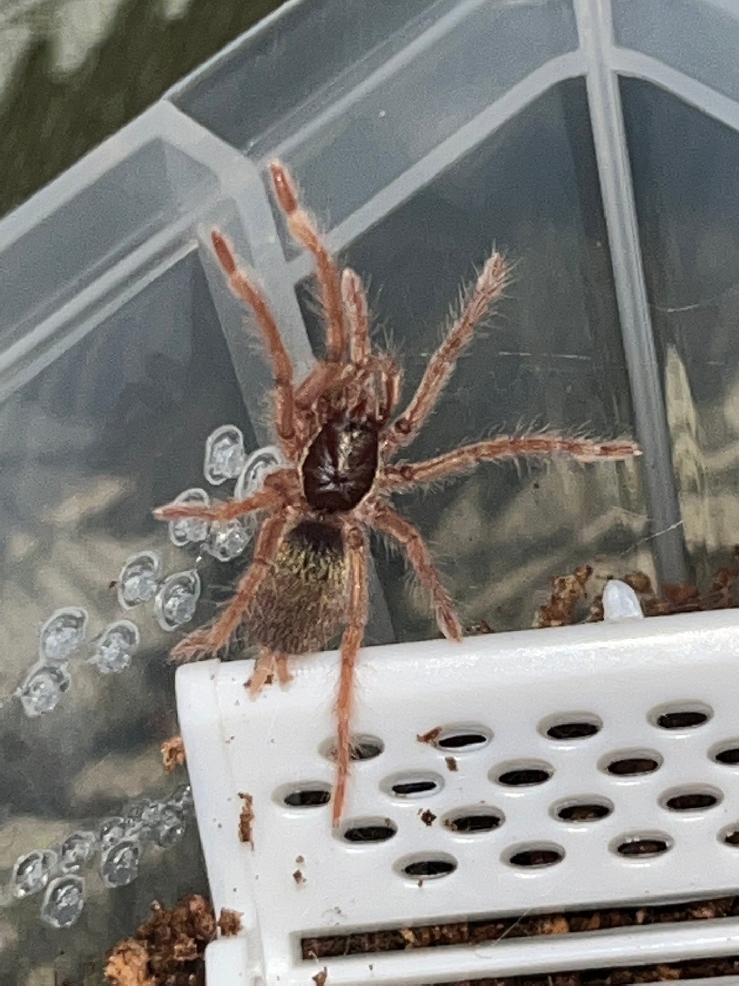 Neoholothele Incei Gold Forms