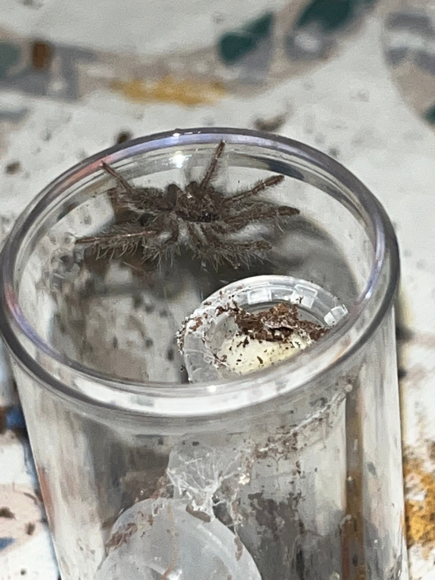 Heteroscodra Maculata (Togo Starburst Baboon)