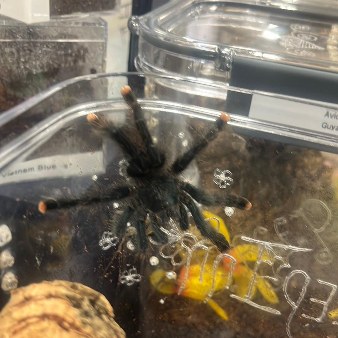 Avicularia Avicularia (Guyana Pink Toe)