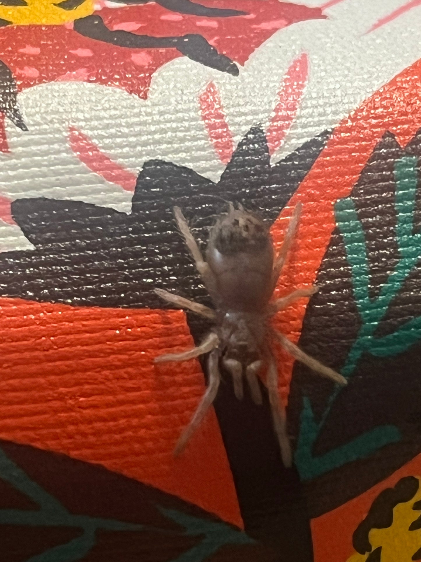 Lasiodora Klugi (Bahia Scarlet Bird-Eater)