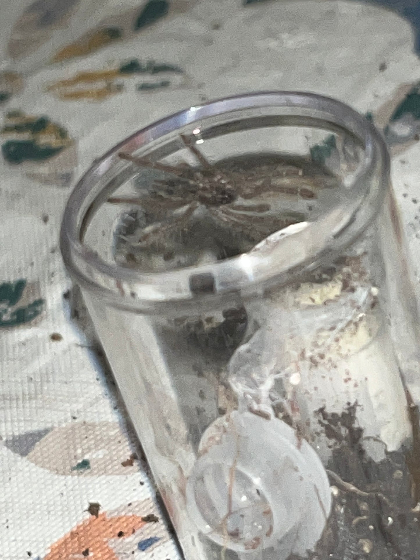 Heteroscodra Maculata (Togo Starburst Baboon)