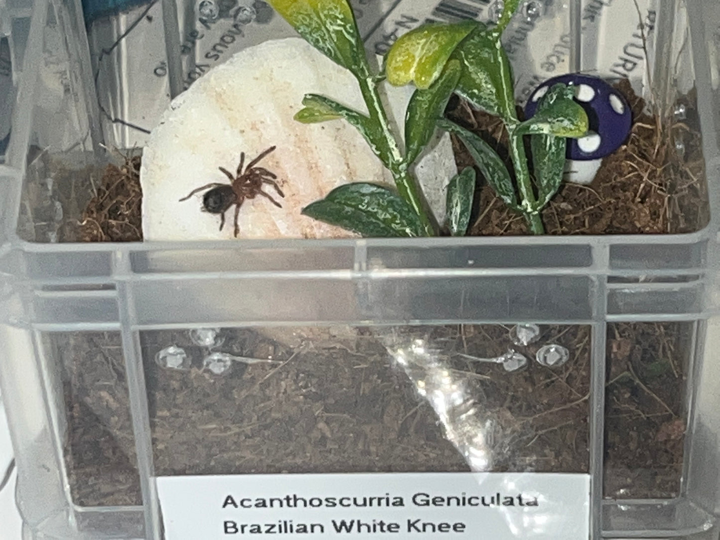 Acanthoscurria Geniculata (Brazilian White Knee)
