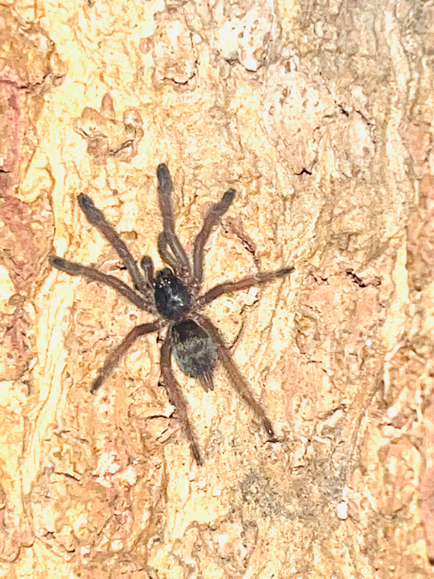 Tapinauchenius Violaceous (Violet Tree Spider)