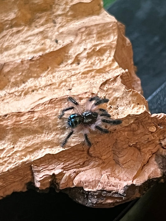 Typhoclaena Seladonia (Brazilian Jewel)