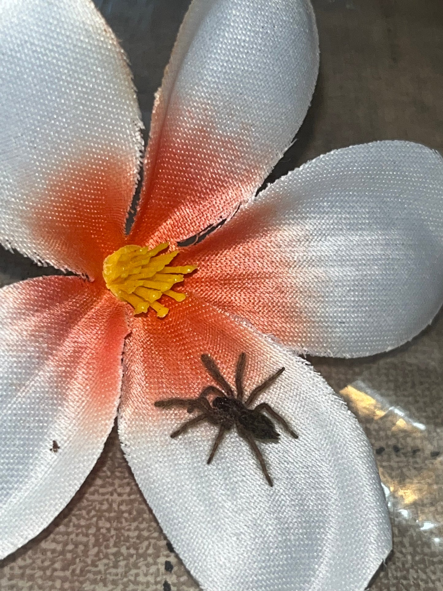 Heteroscodra Maculata (Togo Starburst Baboon)