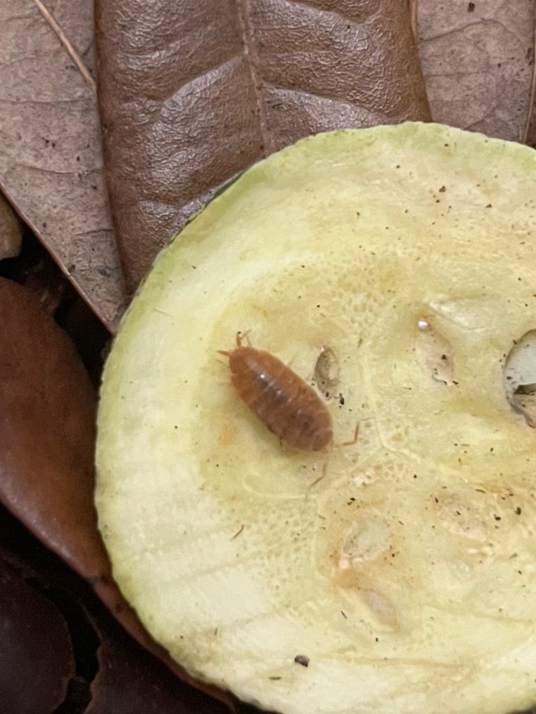 Powder Orange Isopods The Creep Inn Family