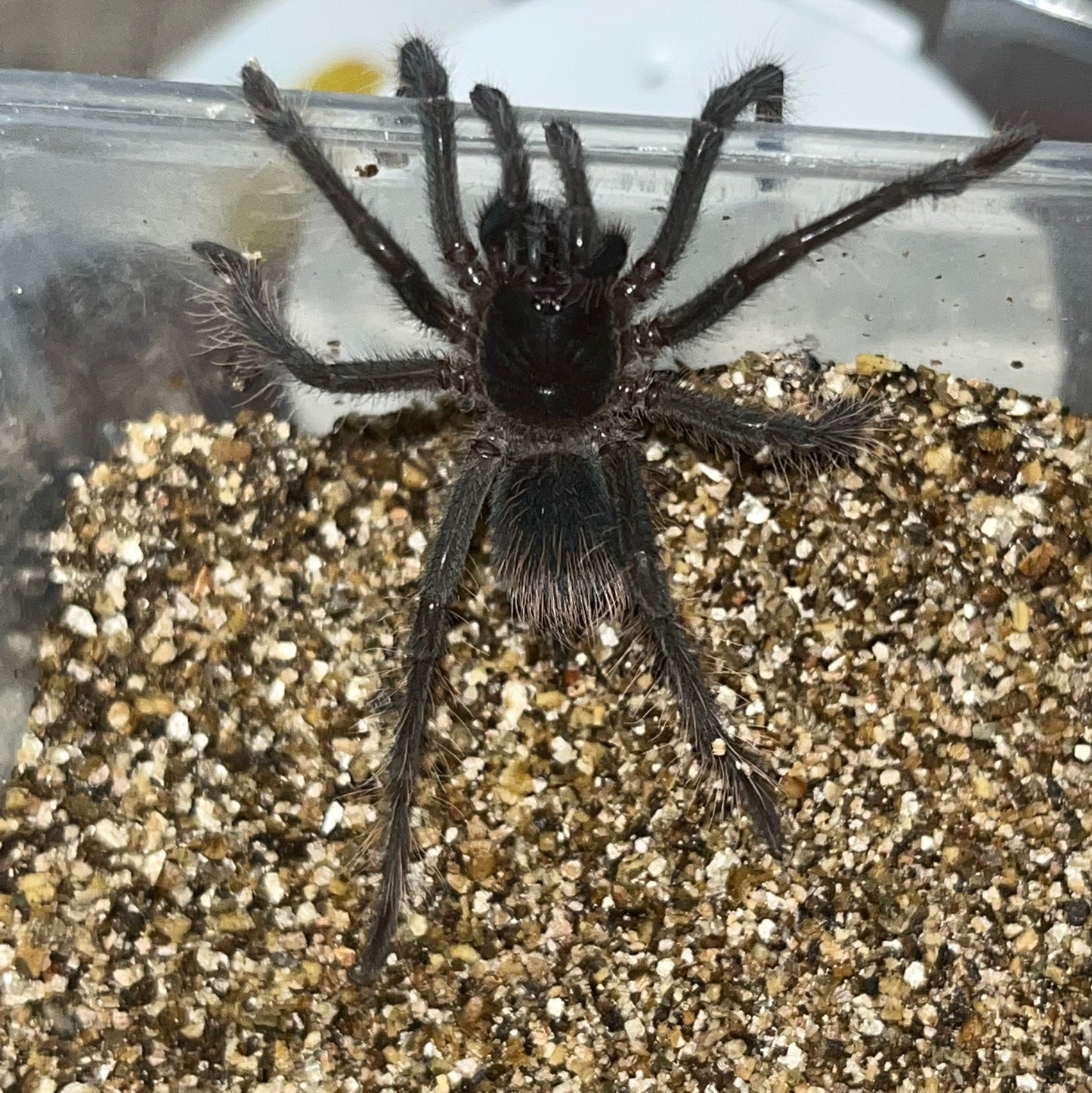 Pamphobeteus Antinous (Bolivian Blue-Leg Birdeater)