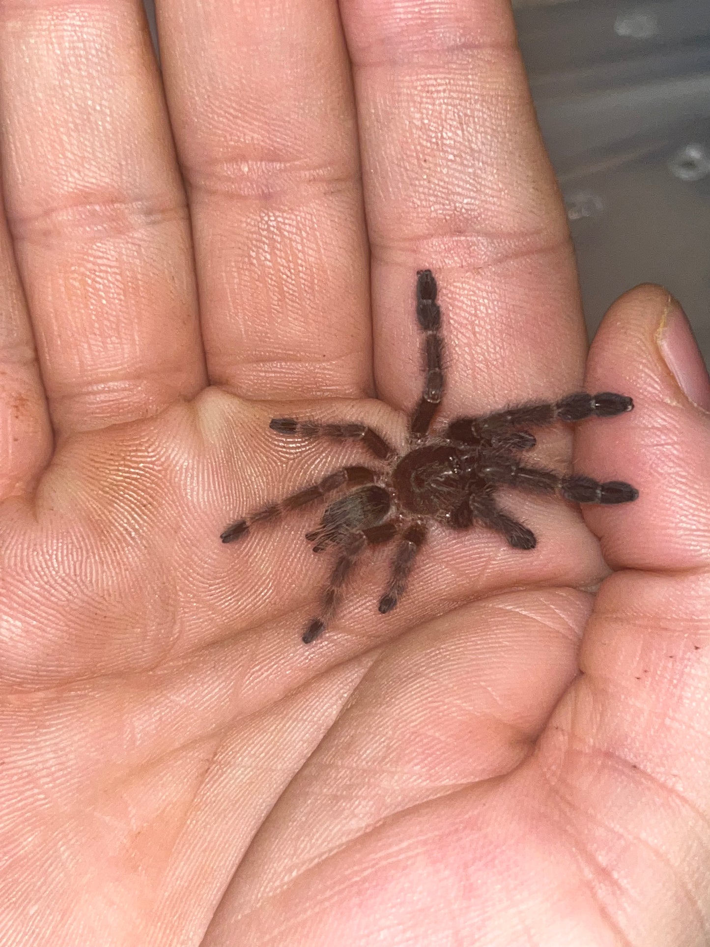 Psalmopoeus Victori (Darth Maul)