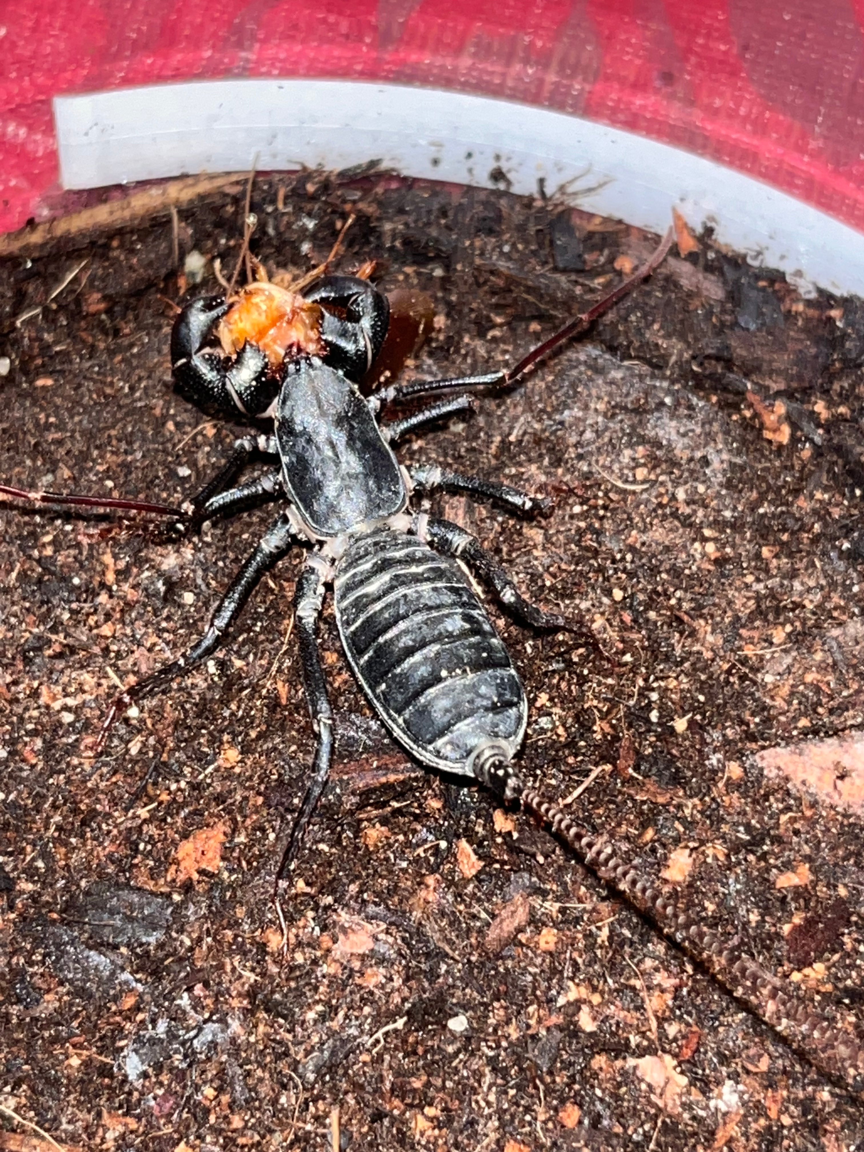 Mastigoproctus Giganteus (Giant Vinegaroon) The Creep Inn Family