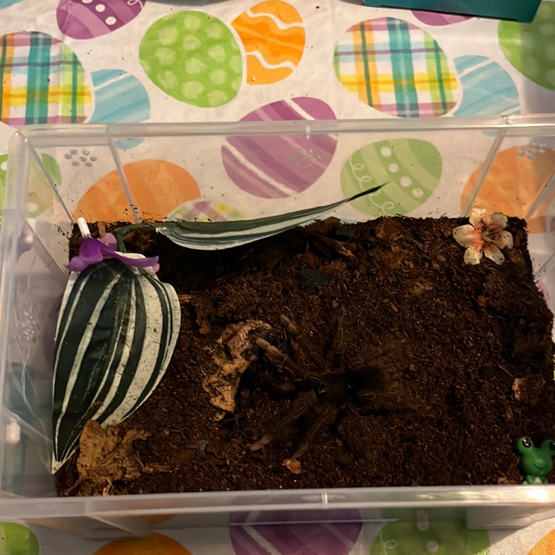 Theraphosa Stirmi (Burgundy Goliath Bird Eater)