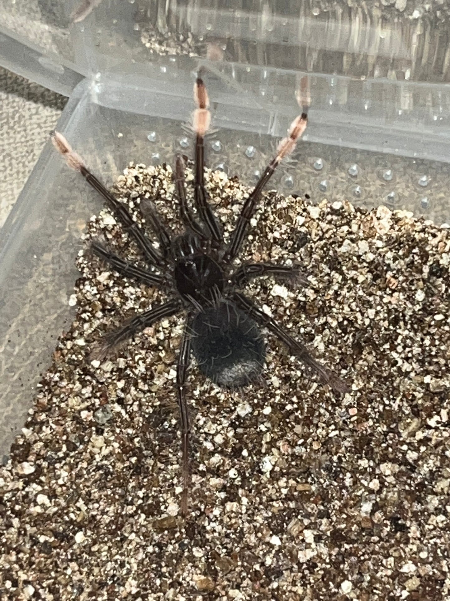 Theraphosa Apophysis (Goliath Pink Foot)