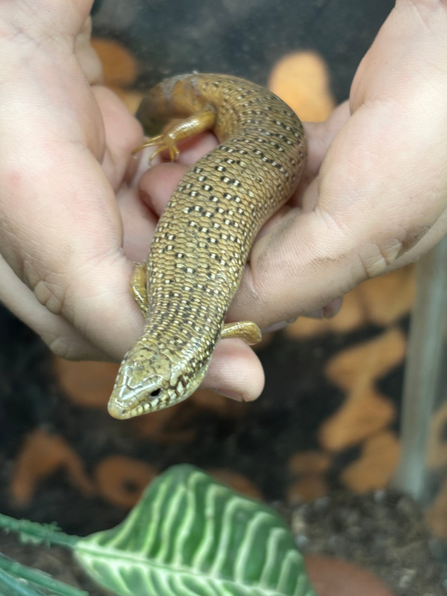 Ocellated Skinks