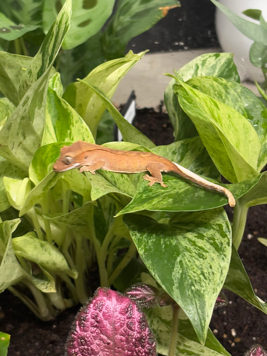 High Red Crested Gecko