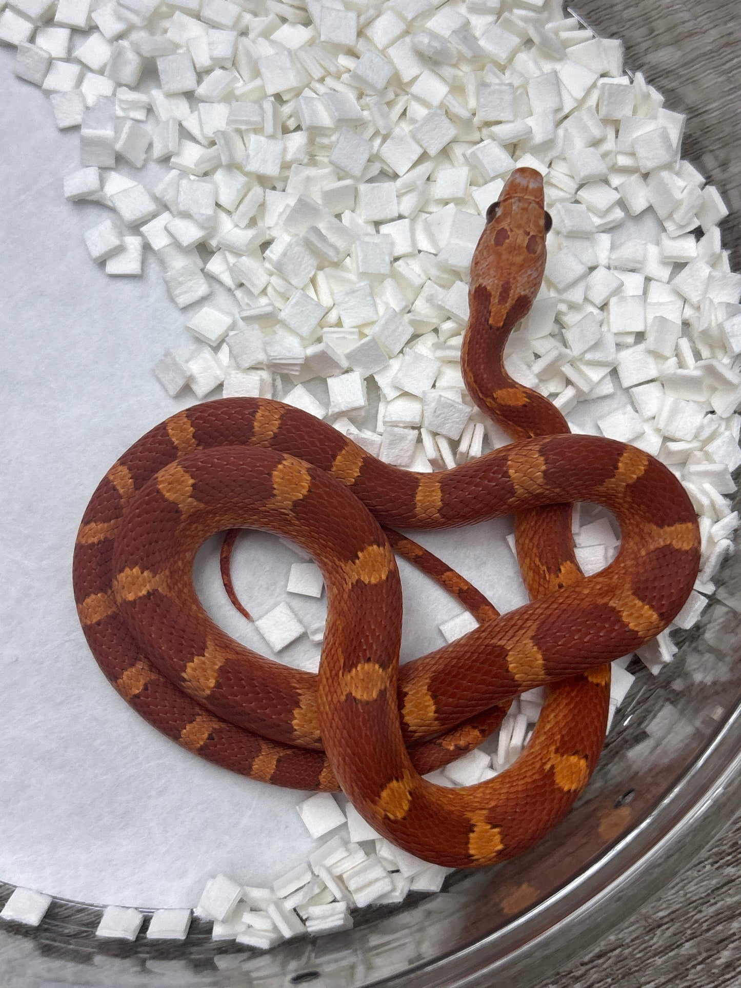 Low Pied Side Corn Snake