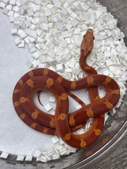 Low Pied Side Corn Snake