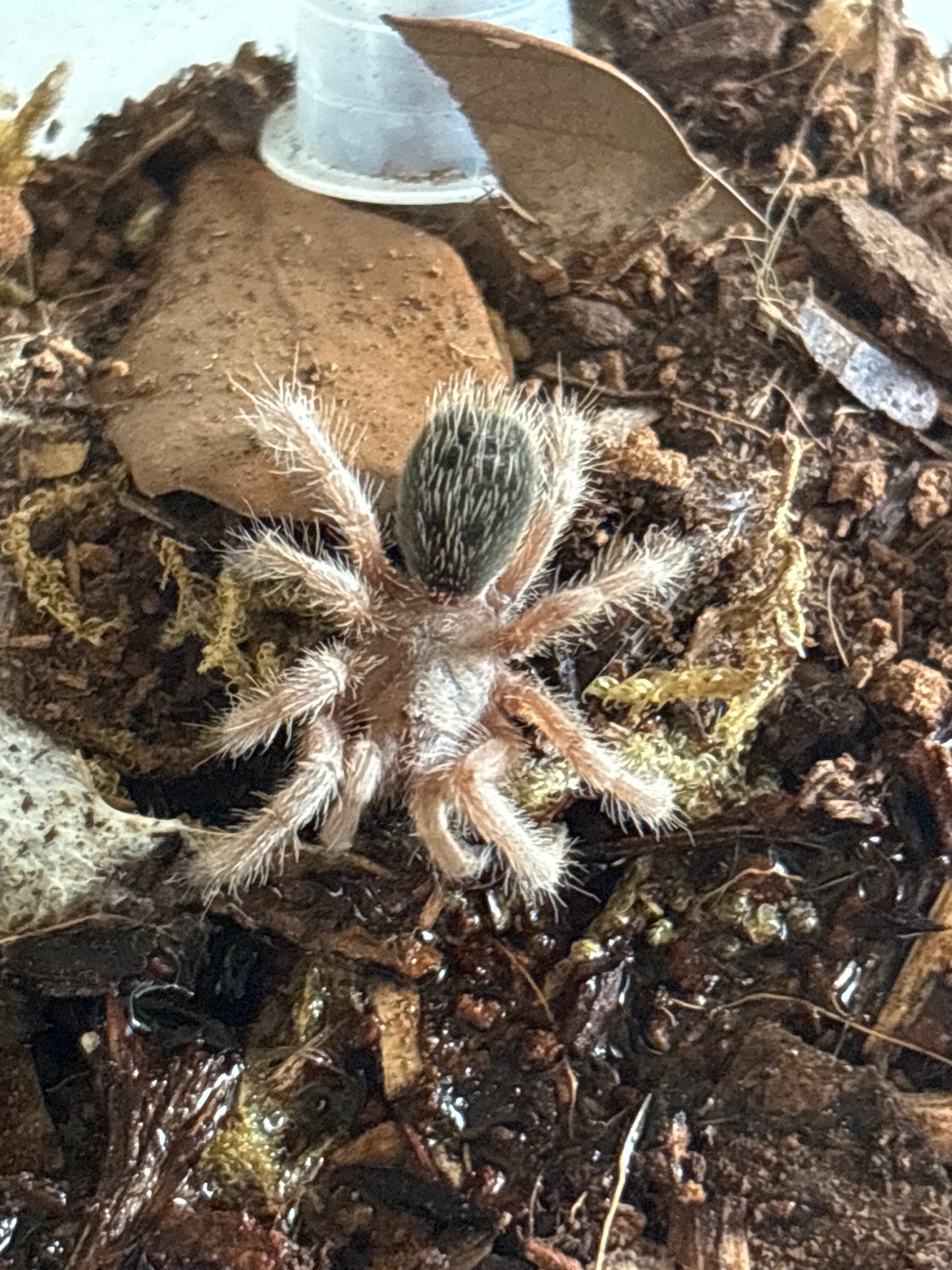 Grammostola Porteri (Chilean Rose Hair)