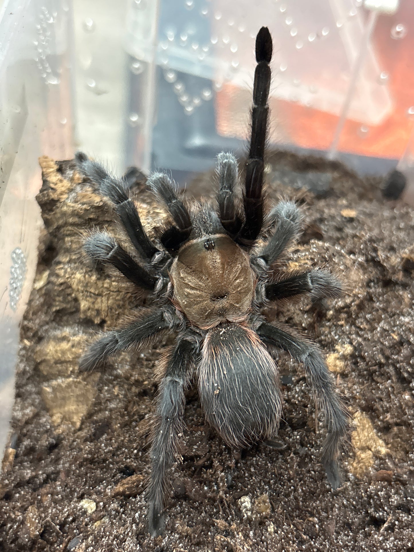 Aphonopelma Hentzi (Oklahoma Brown)