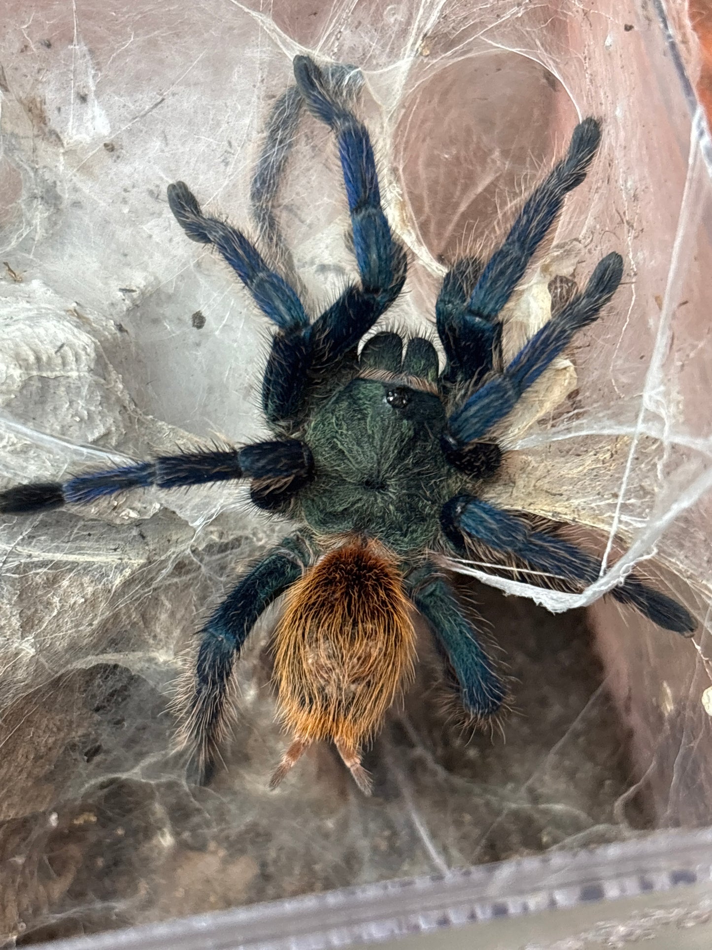 Chromatopelma Cyaneopubescens GBB