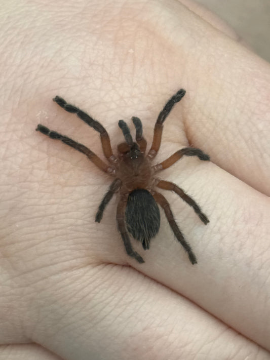 Dolichothele Mineirum (Brazilian Black Dwarf Beauty)