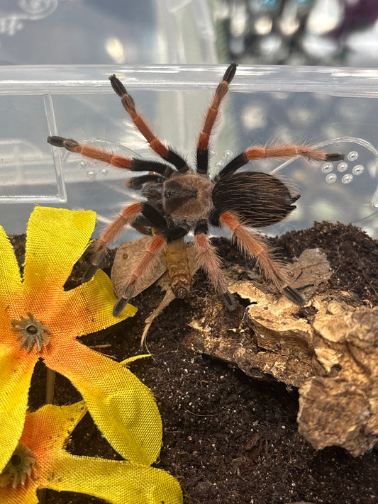 Brachypelma Boehmei (Mexican Fire-Leg)