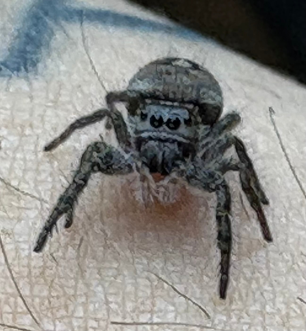 Phiddipus Phoenix (Phoenix Jumping Spider)