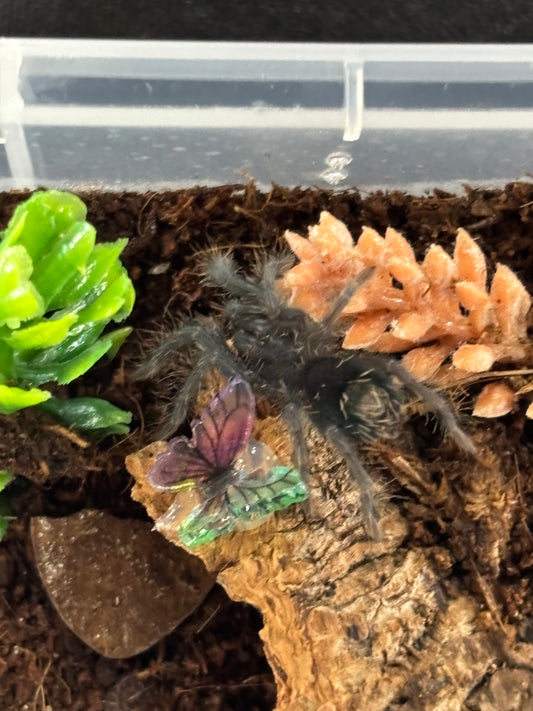 Phormictopus sp ‘Bahayibe’