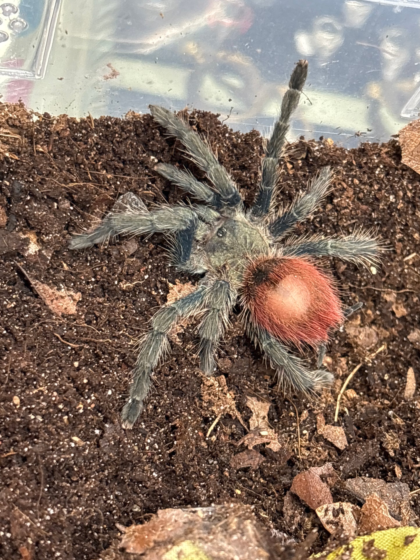 Thrixopelma Ockerti (Peru Flame Rump)