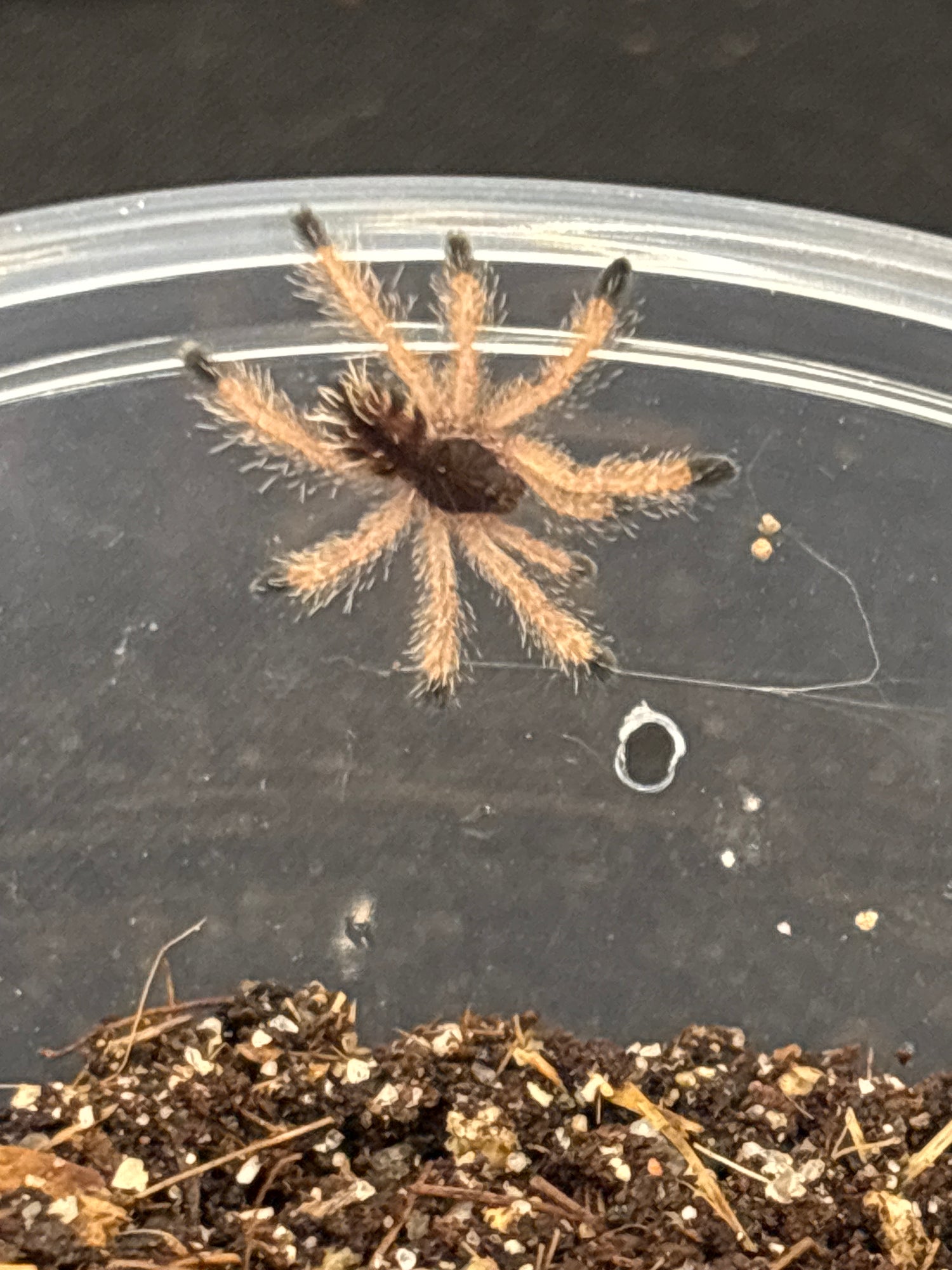 Webbed Wonders' Arboreals