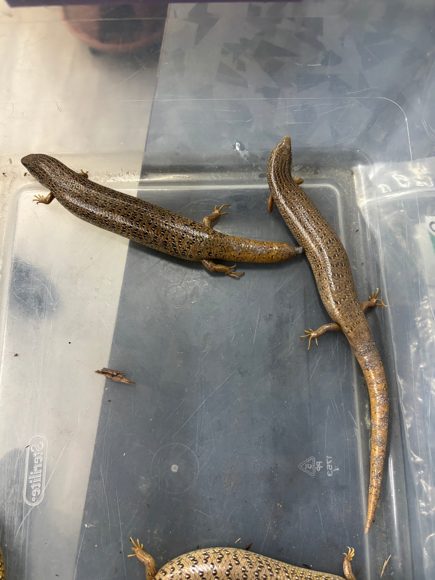 Ocellated Skinks