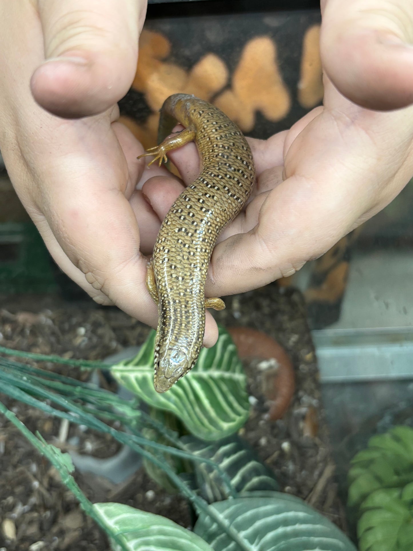 Ocellated Skinks