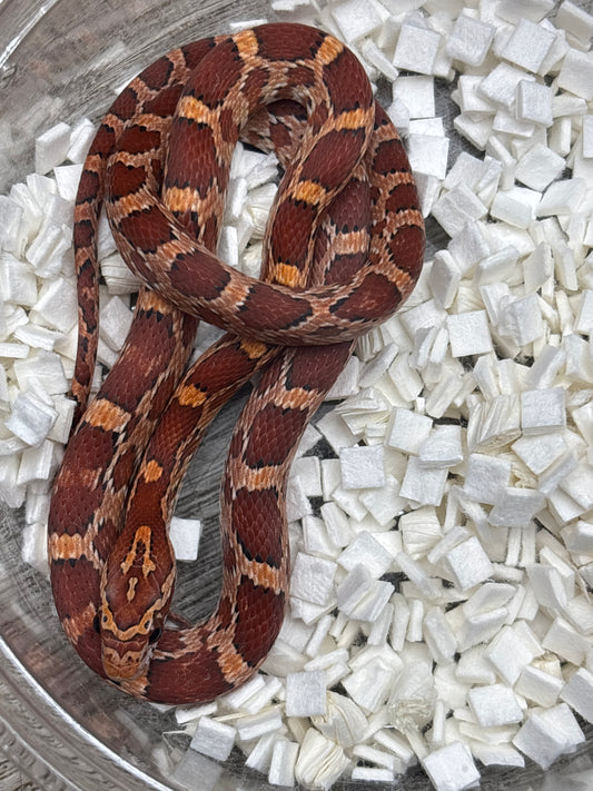 Classic Het Motley Corn Snake
